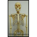 170cm Plastic Human Skeleton Model (Transparent thoracic) Biological Model Supplier